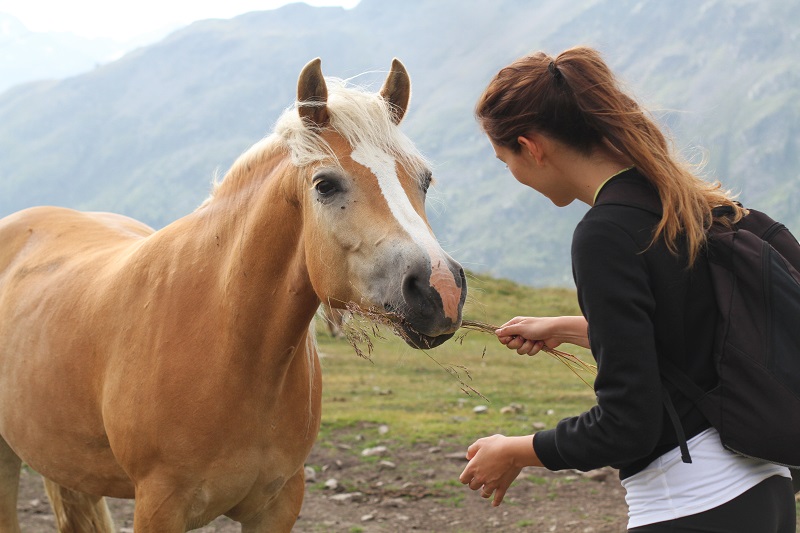 pet therapy | cavallo | animali montagna