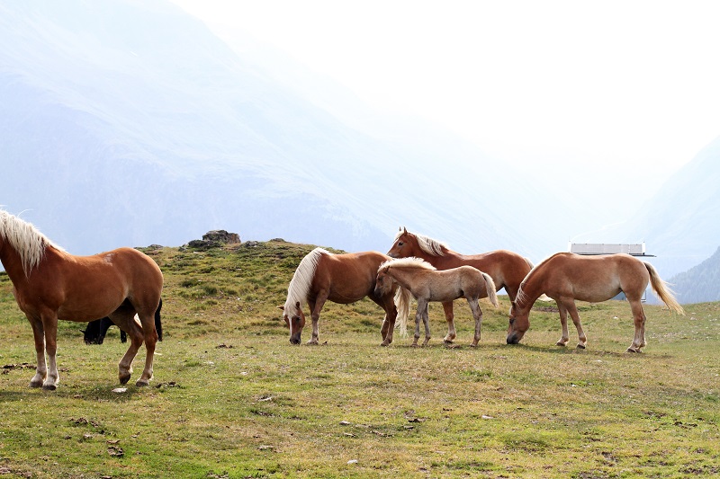 cavalli montagna | animali montagna