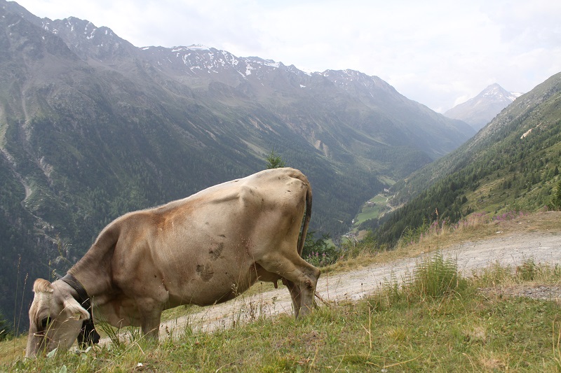  mucche | animali montagna