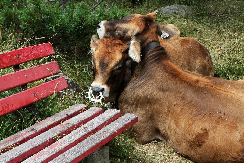pet therapy | vitellini | mucche | animali montagna