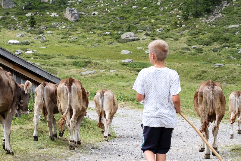 pastore | mucche | montagna | austria | tirolo | estate | valle verde