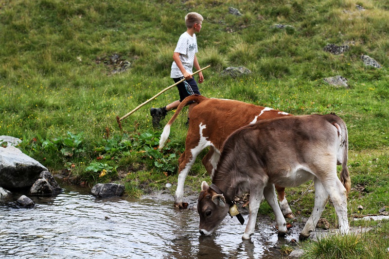 mucche | montagna | austria | tirolo | estate | valle verde