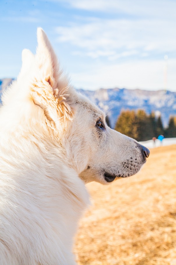 lupo bianco in montagna