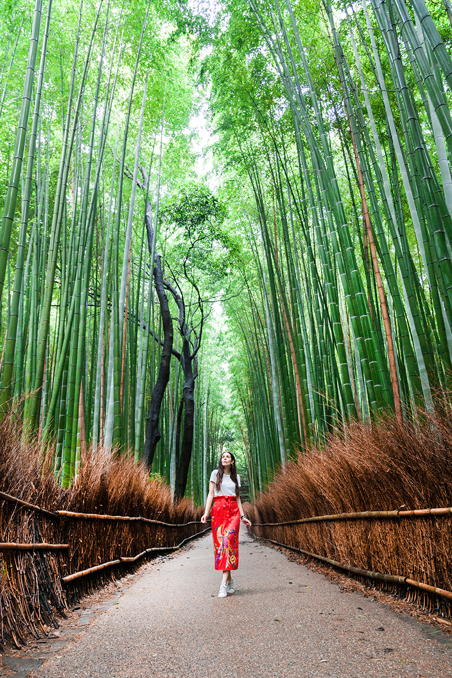 foresta di bamboo di kyoto