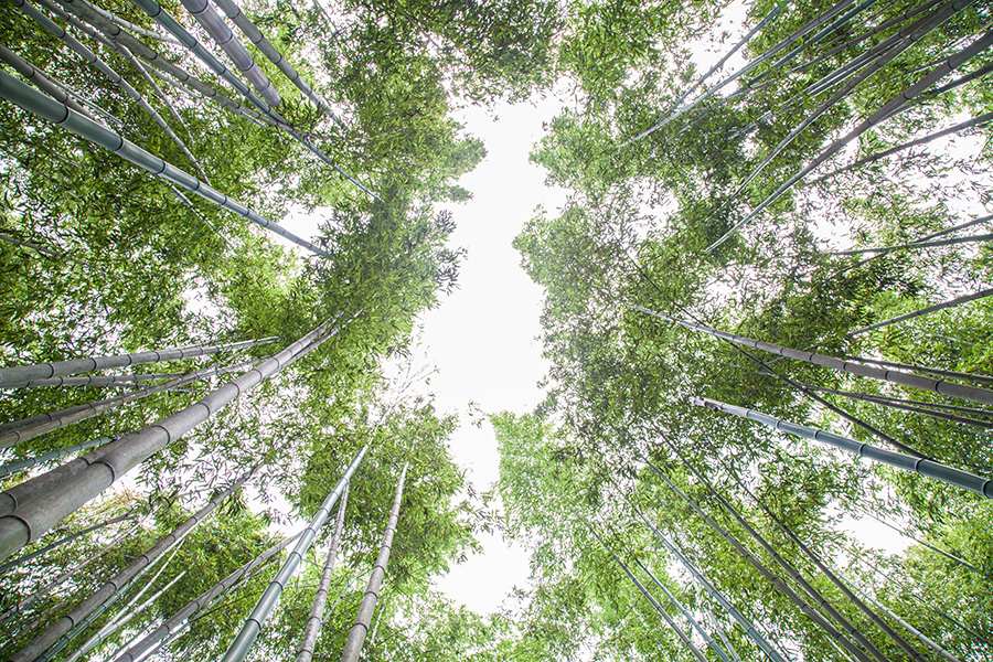 foresta di bamboo giappone