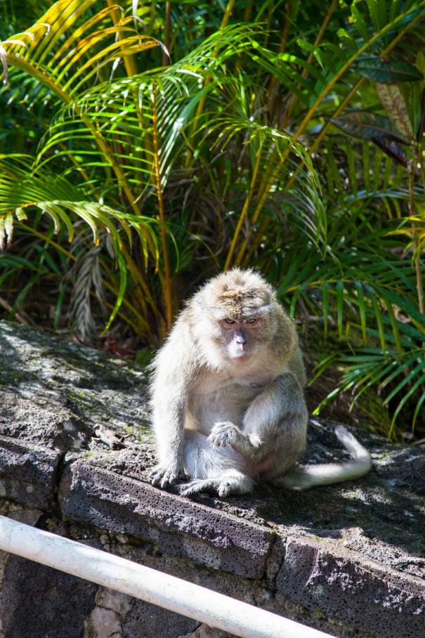 mauritius GRAND BASSIN macaco
