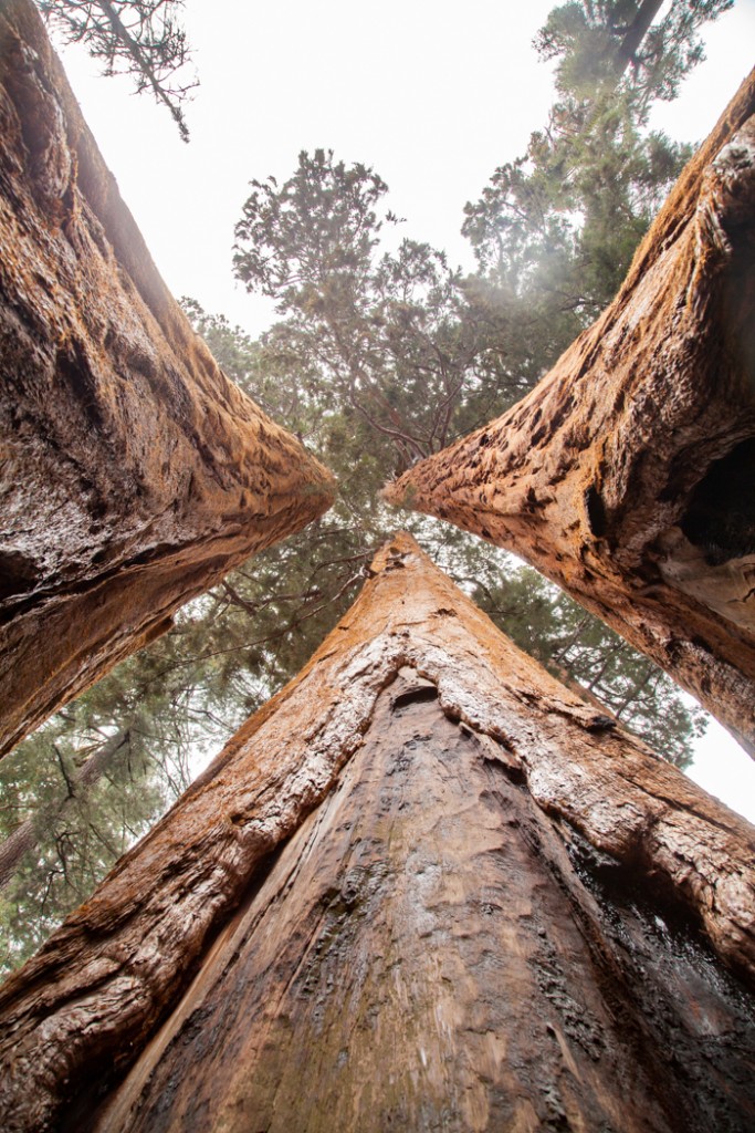 cosa vedere in california san francisco e sequoia park-12