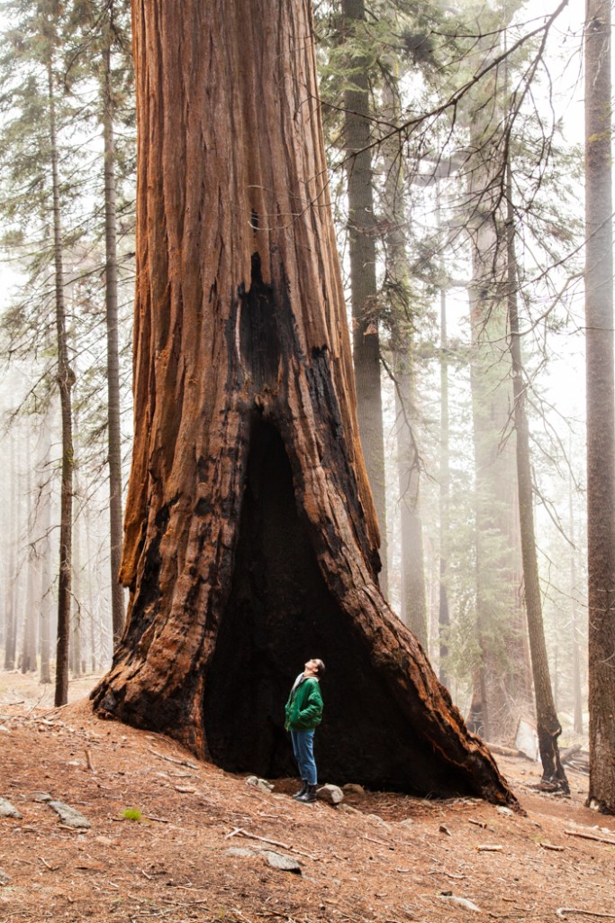 cosa vedere in california san francisco e sequoia park-5
