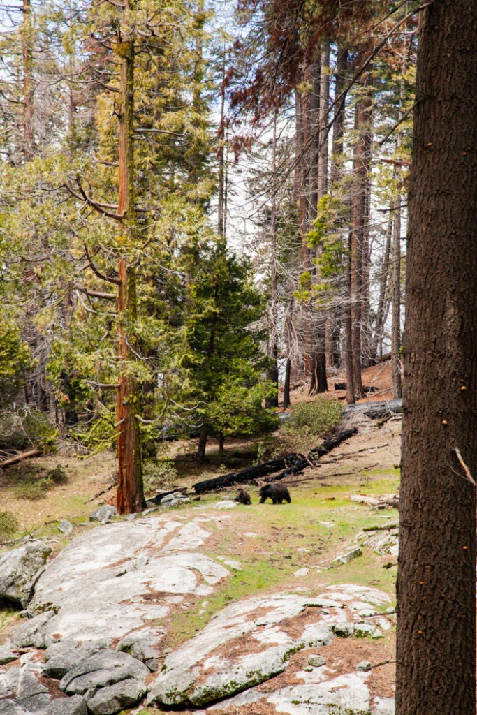 cosa vedere in california san francisco e sequoia park-6