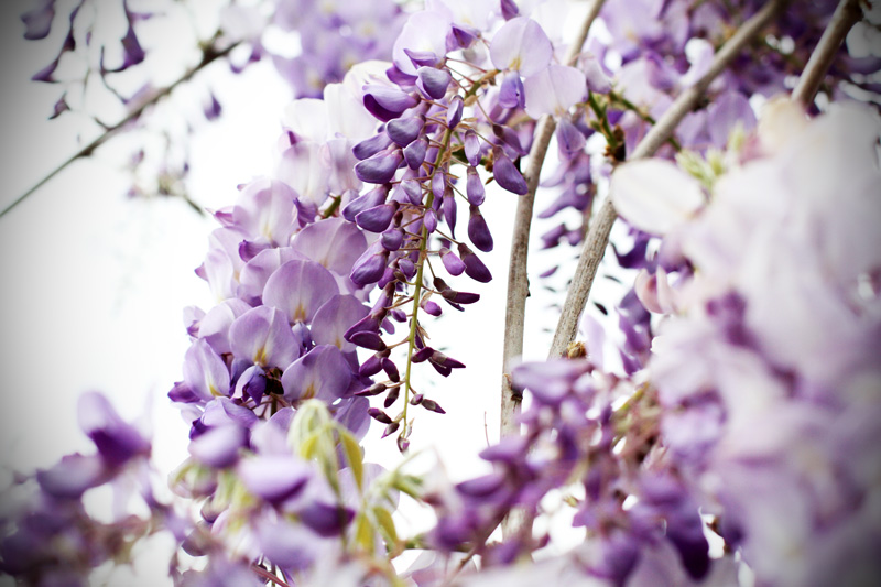 glicine | primavera | fiori | piante | lilla | viola 