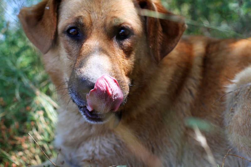 dodo | labrador | pastore tedesco | cani | meticcio | bastardino | cane