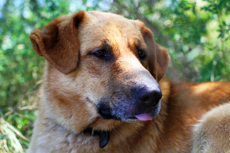 dodo | labrador | pastore tedesco | cani | meticcio | bastardino | cane