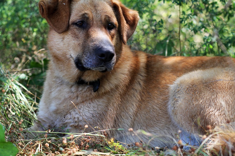 dodo | labrador | pastore tedesco | cani | meticcio | bastardino | cane