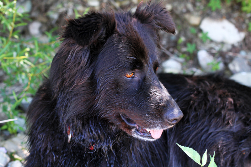 dodo | labrador | pastore tedesco | cani | meticcio | bastardino | cane