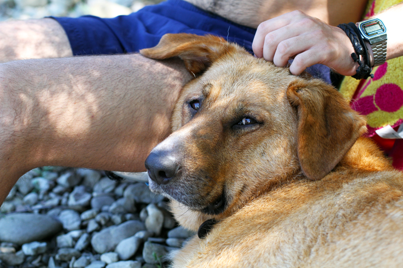 dodo | labrador | pastore tedesco | meticcio | bastardino | dodo irene closet | animali blogger | cani blogger