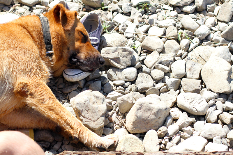 lago di bilancino | dodo | labrador | pastore tedesco | meticcio | bastardino | dodo irene closet | animali blogger | cani blogger