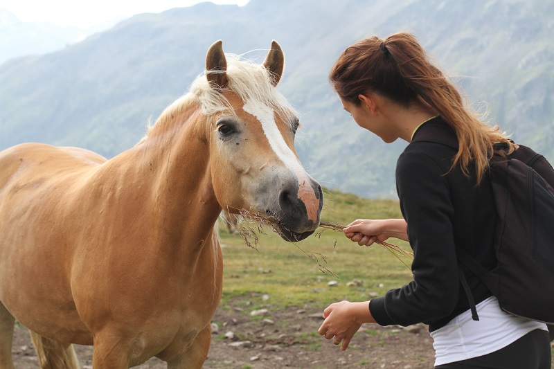 pet therapy | cavallo |  animali montagna