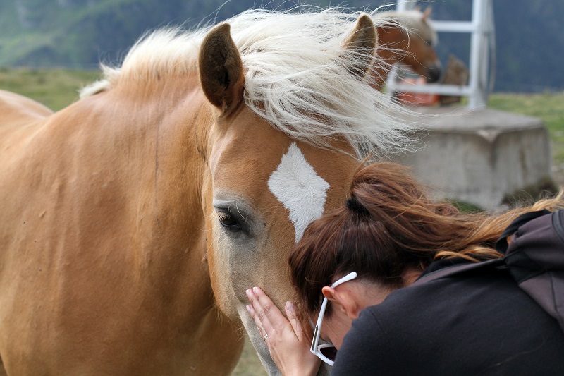 pet therapy | cavallo | animali montagna