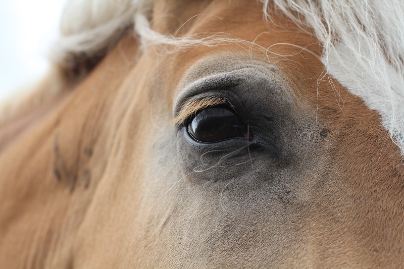 occhio cavallo | primo piano cavallo | cavallo