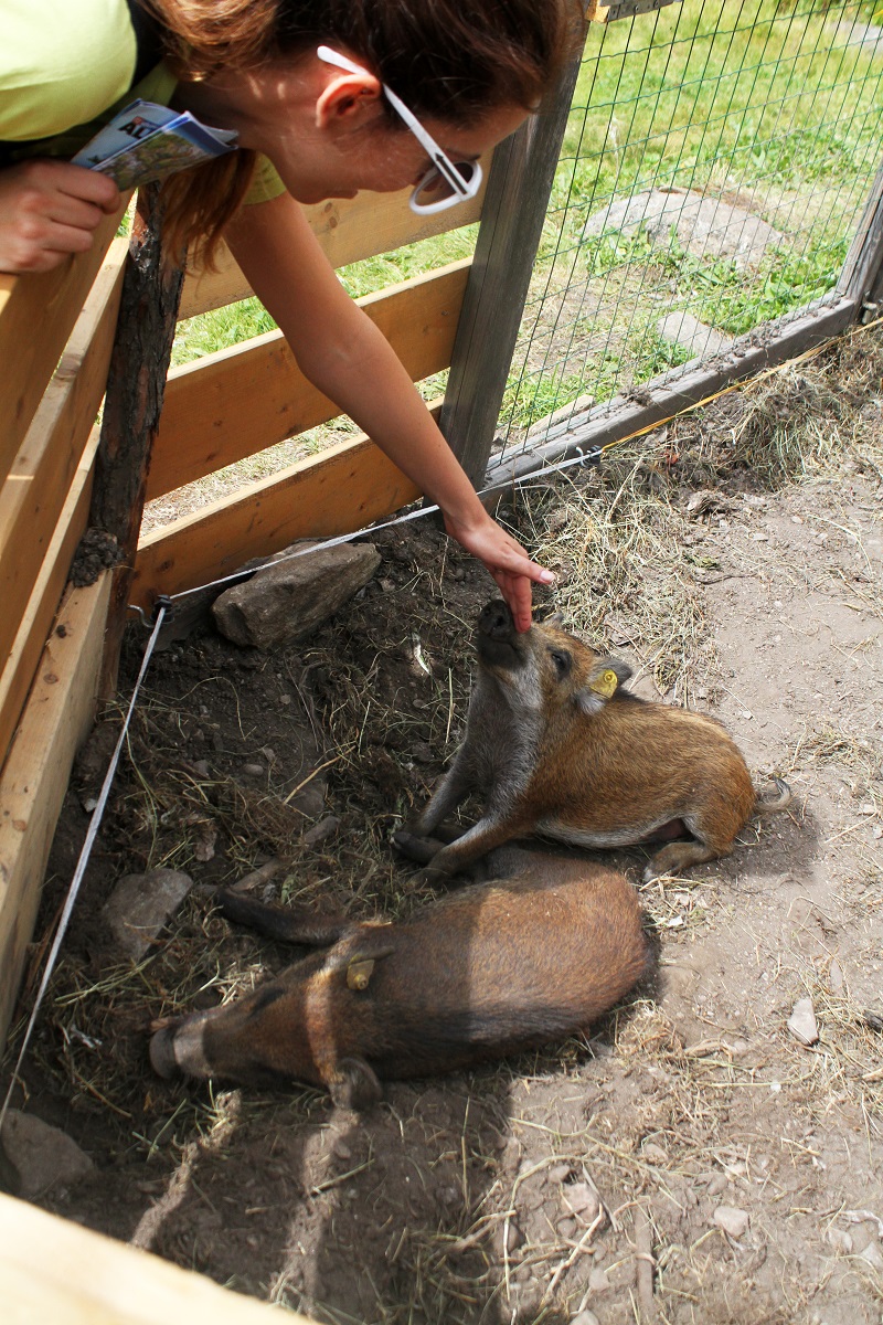 pet therapy |  cinghiali |  cinghialino | animali montagna 2