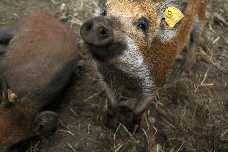 pet therapy |  cinghiali |  cinghialino | animali montagna 2