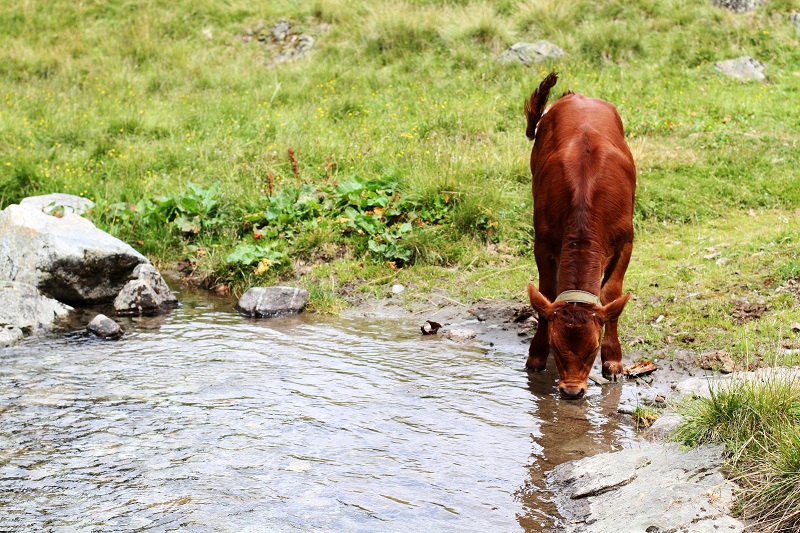 mucca | montagna | austria | tirolo | estate | valle verde