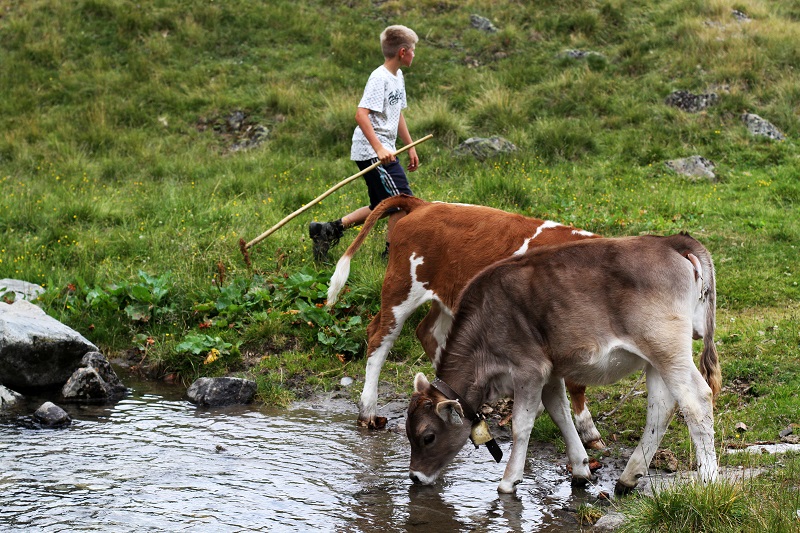 mucche | montagna | austria | tirolo | estate | valle verde