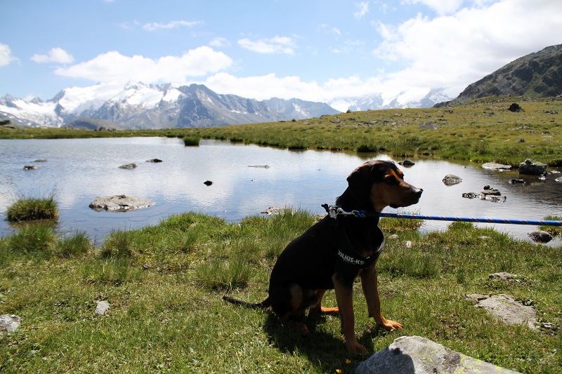 cane montagna | immagini paesaggi | foto paesaggi | montagna estate | solden | tirolo | austria | valle verde | valle otzal