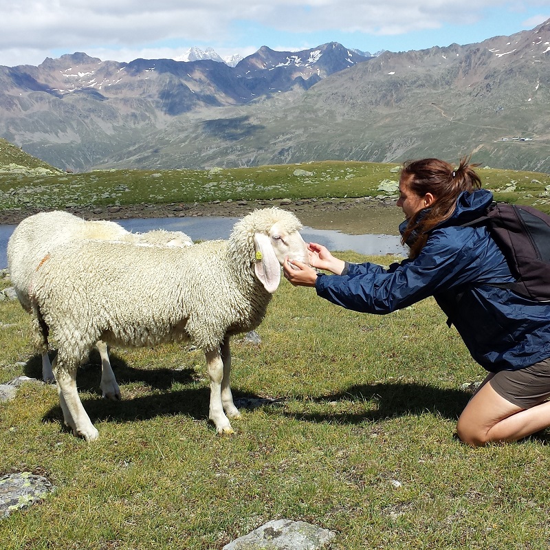 pecora | animali montagna