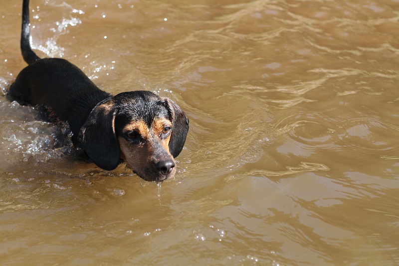 cagnolino | cane | cane acqua | cane bagno | cane bagnetto