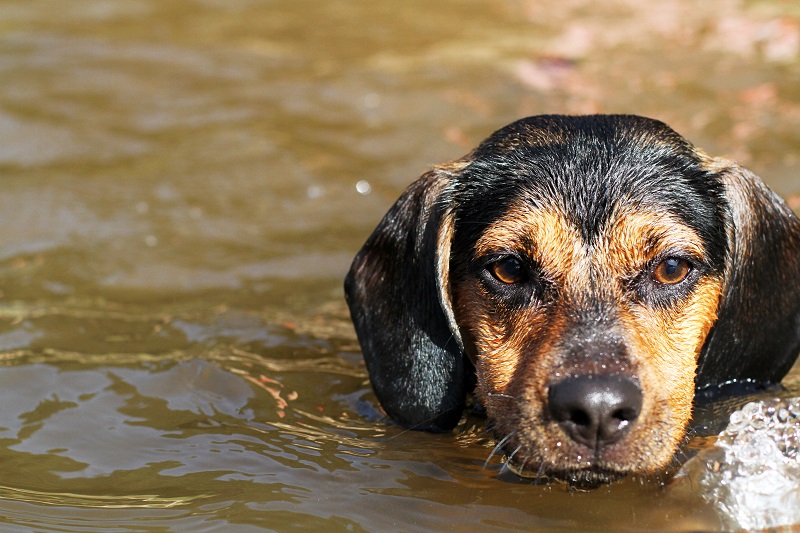 cagnolino | cane | cane acqua | cane bagno | cane bagnetto