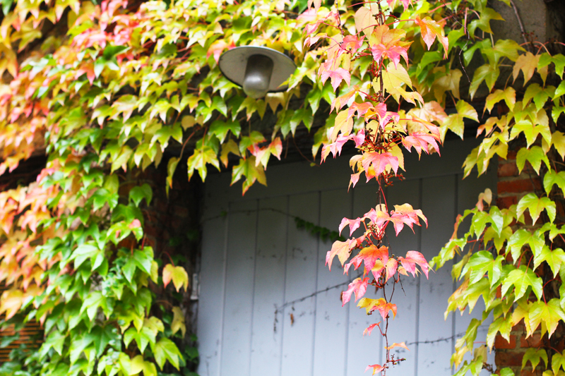 foglie autunno