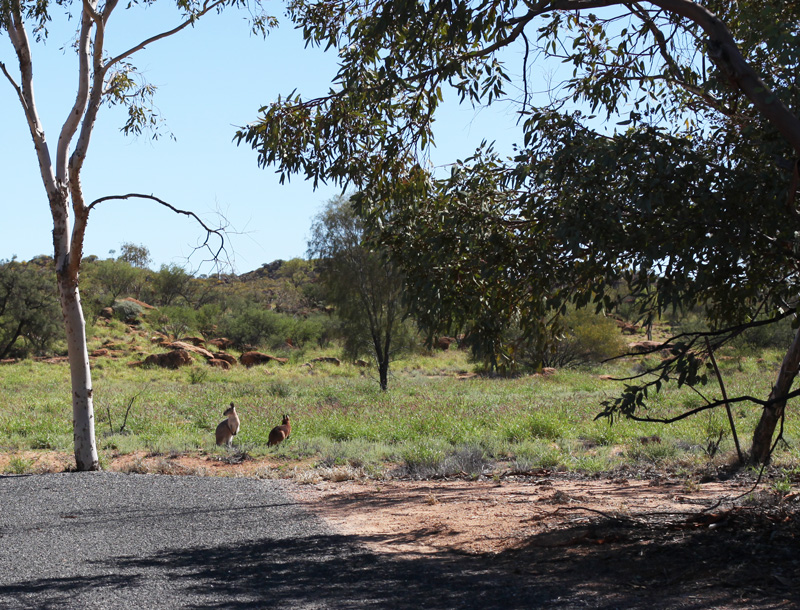 alice springs 