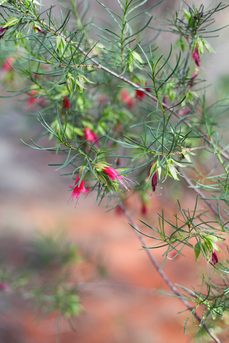 flora australia
