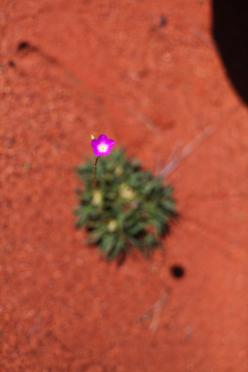 flora australia