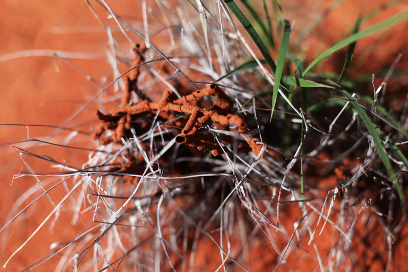 termitaio australia