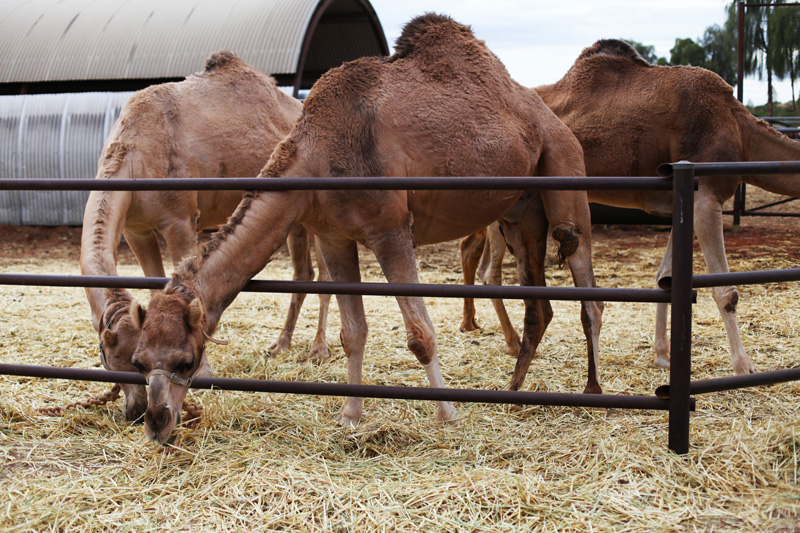 camel tours 