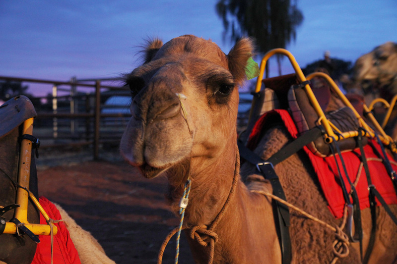 camel tours ayers rock