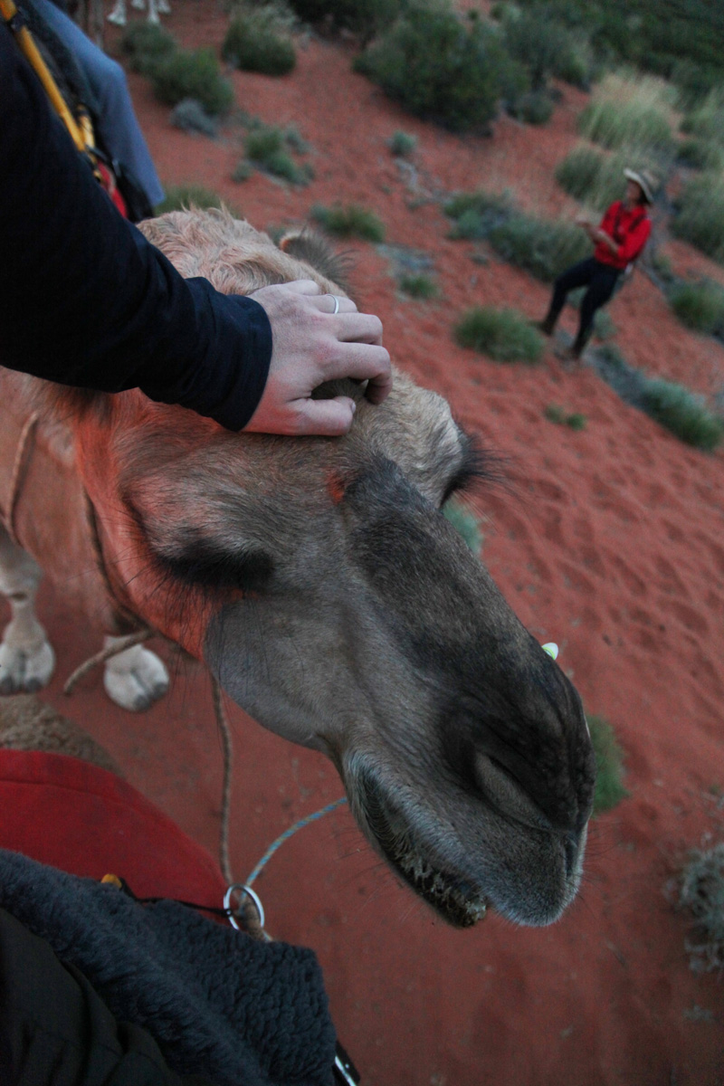 camel tours