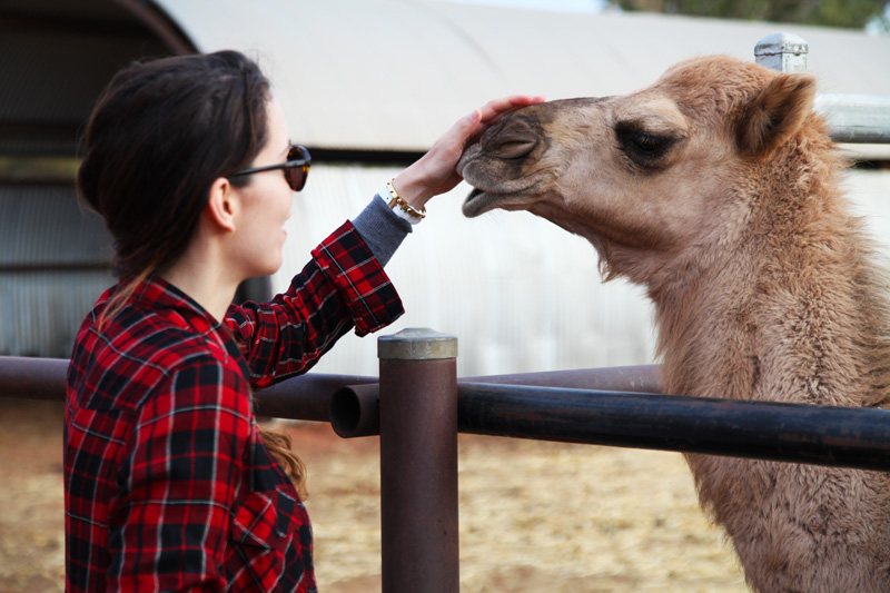 camel tours