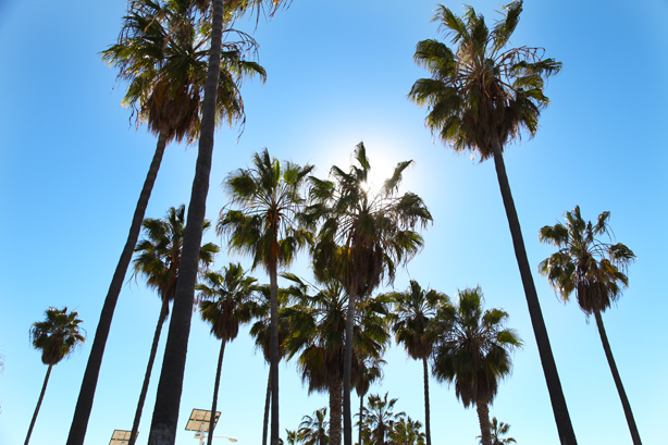 venice beach california (2)