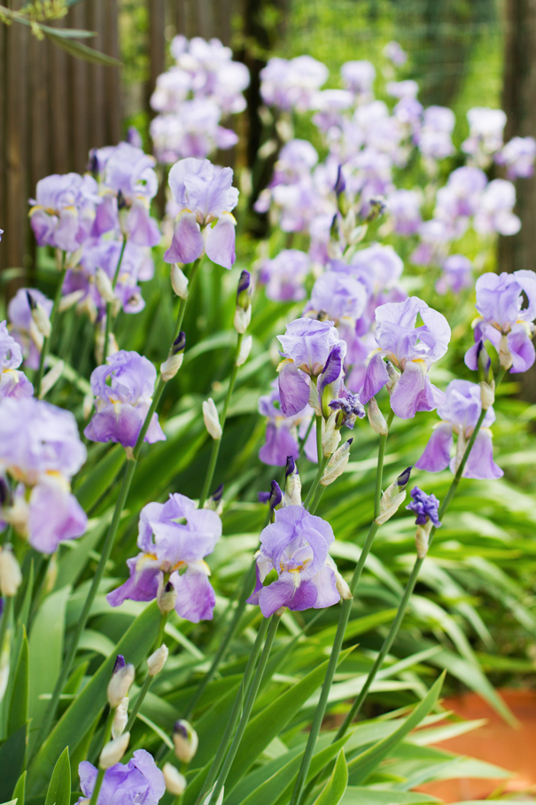 fiori viola