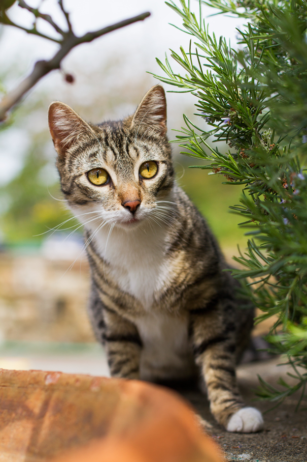 pannocchia gatto