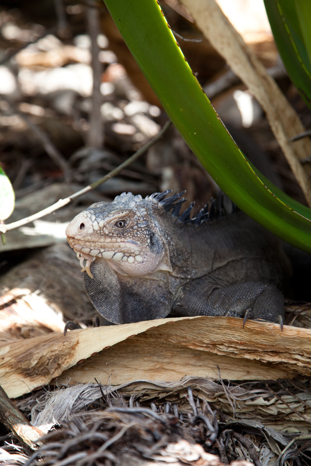 iguana caraibi