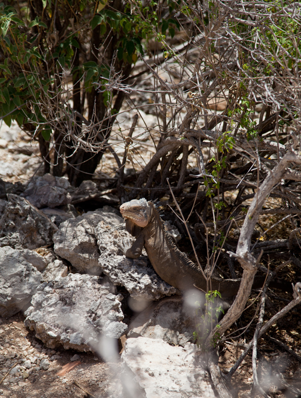 iguana