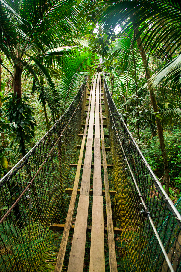 guadeloupe forest