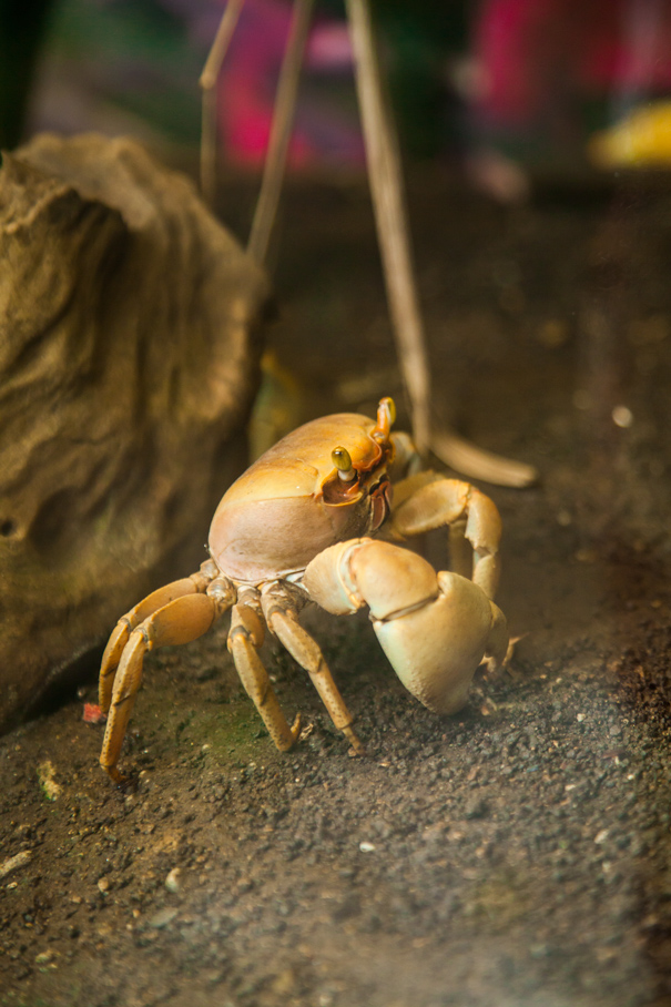 guadeloupe crab