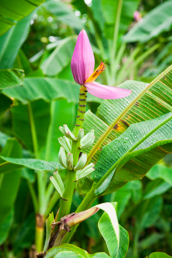 botanical garden guadeloupe