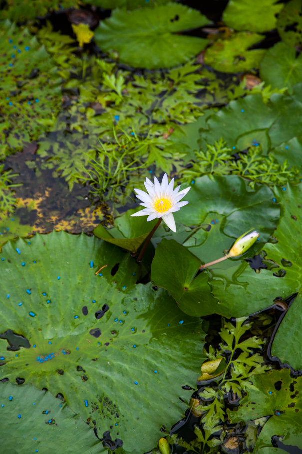 giardino botanico