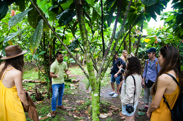 piantagione di cacao